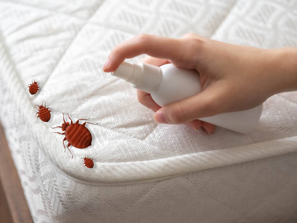 Best Flea Control Services  in Orchards, WA